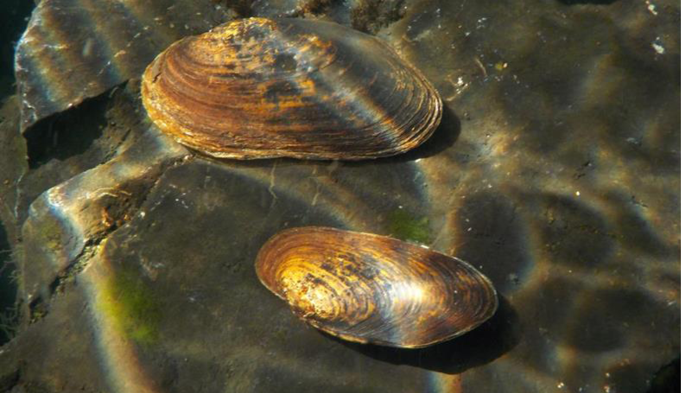 Mussel