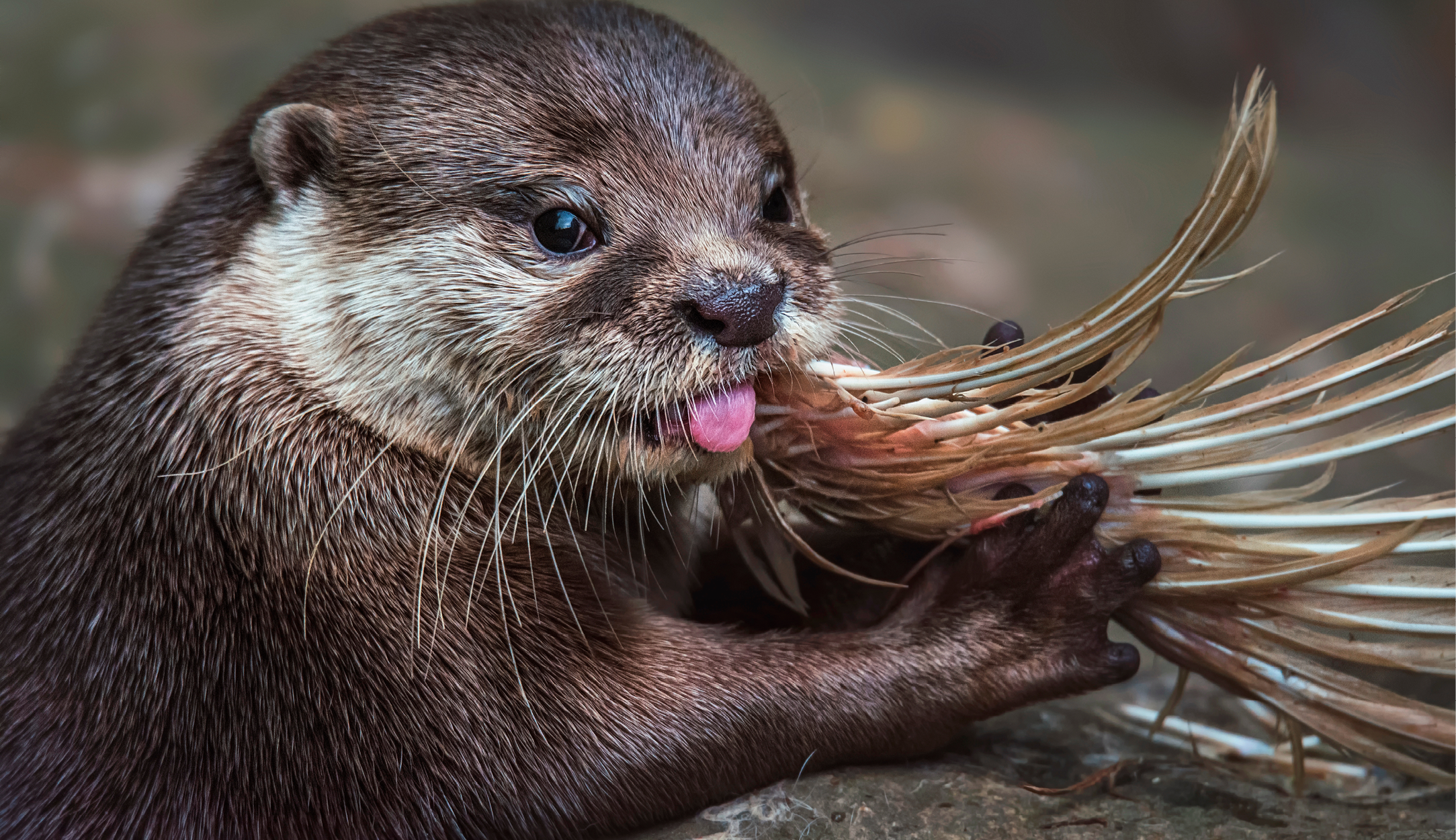 Otter