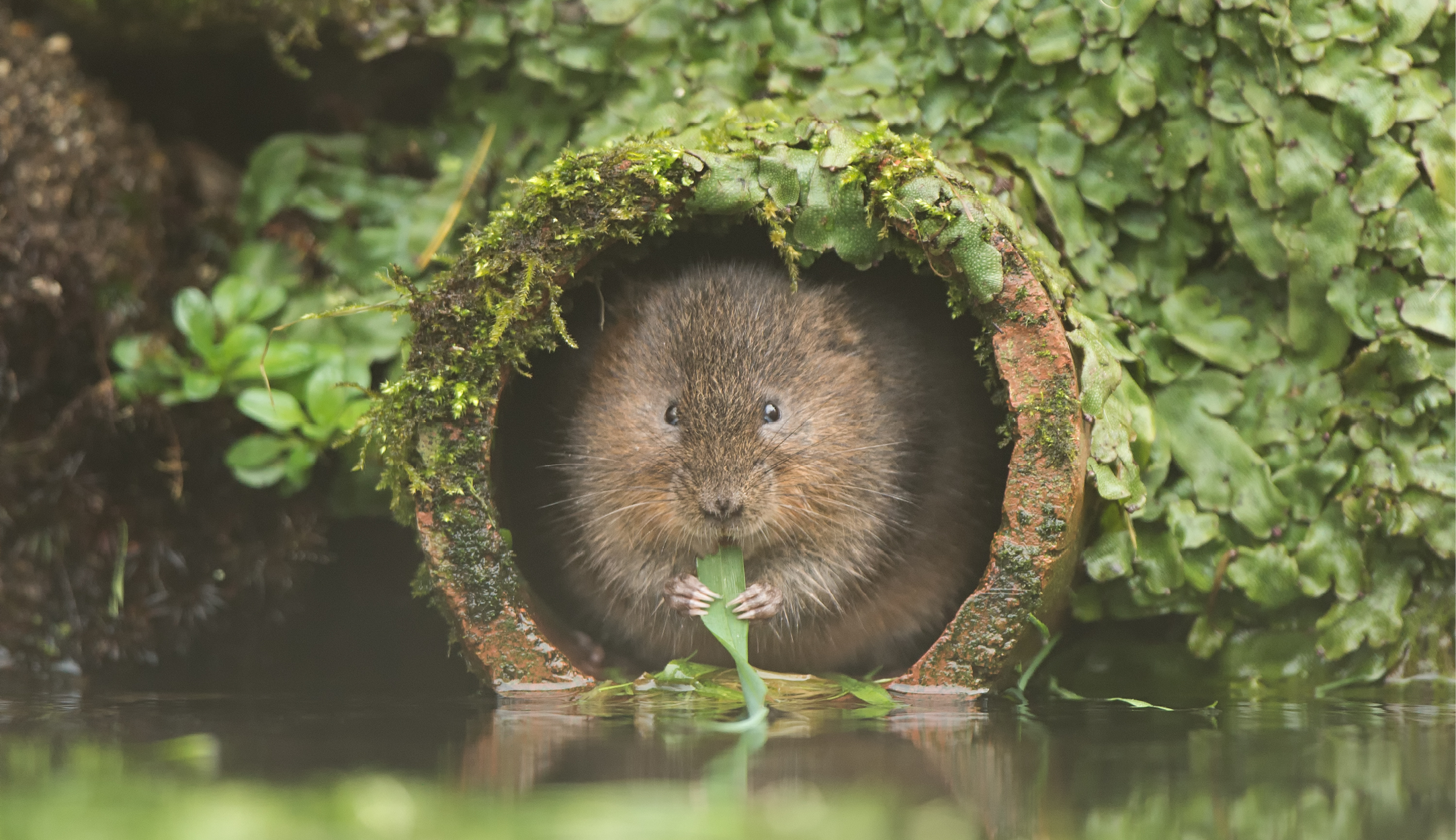 Voles