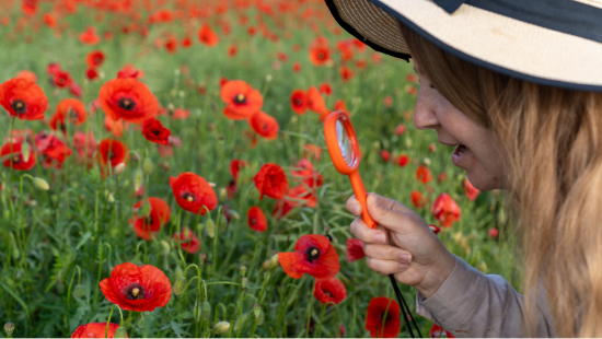 Person with long blonde hair wearing a hat inspecting red poppy in a poppy field with magnifying glass