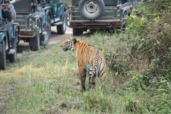 Tigress standing on grass surrounded by jeeps