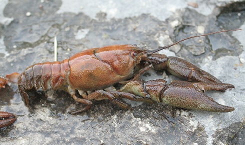 Austropotamobius pallipes Credit David Gerke