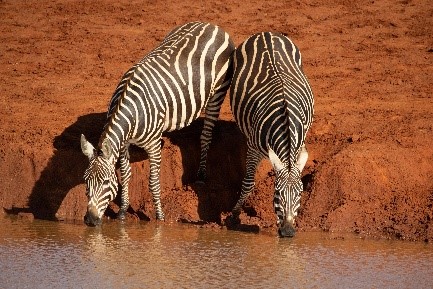 watering hole antics