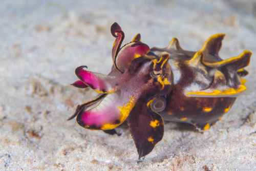 flamboyant cuttlefish