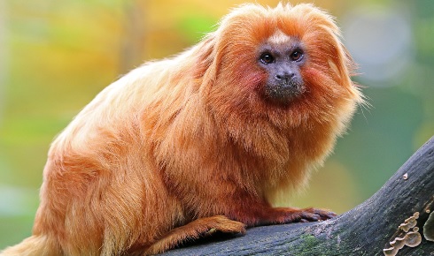 Golden Lion Tamarin