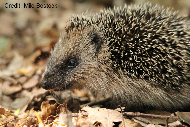 Hedgehog