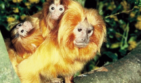 Lion Tamarin Jersey Zoo Credit Phillip Coffey