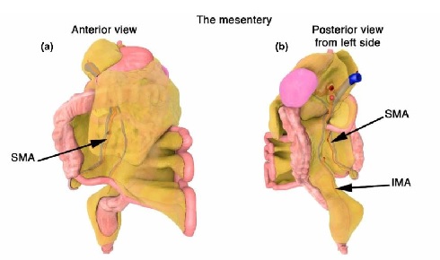 Mesentery