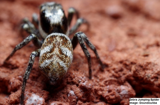 Zebra Jumping Spider Doundounba High Res