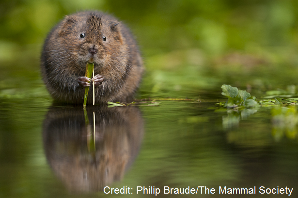 Water Vole