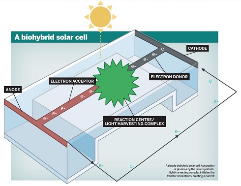 biohybrid cell