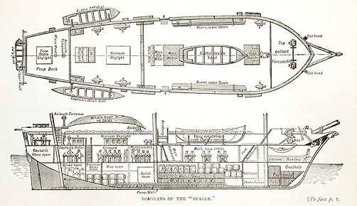 diagram beagle two columnjpgthumb768768