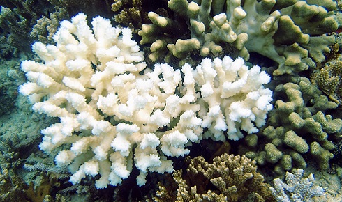 Bleached coral