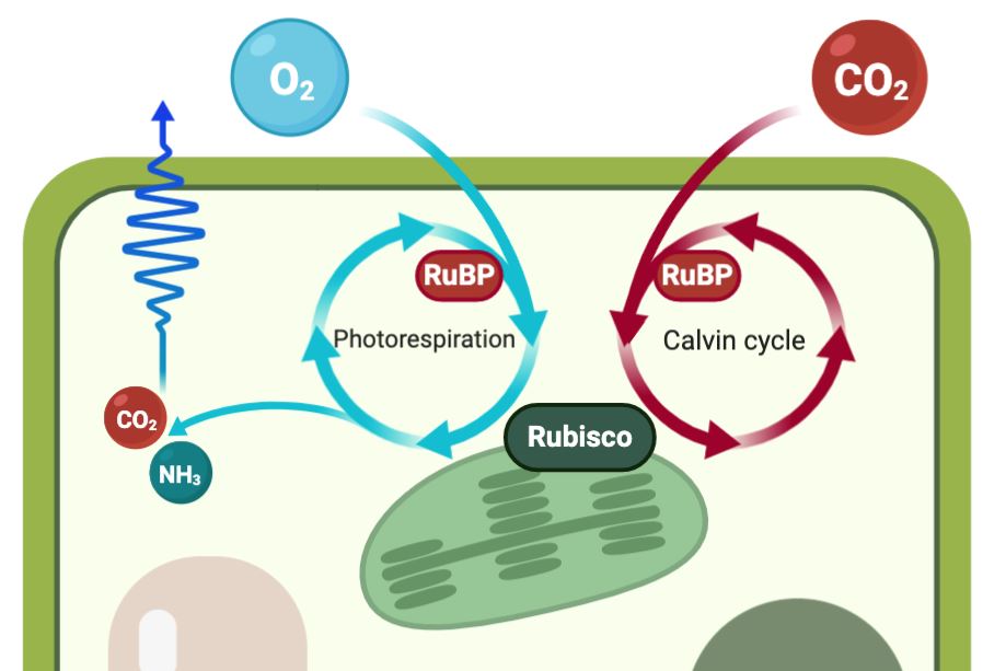 C4 diagram