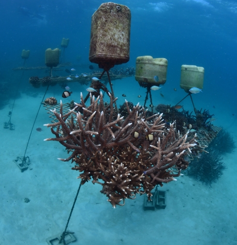 Coral nurseries crops