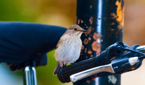 bird shutterstock resize RD