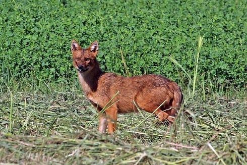 Charles J Sharp wikiM Golden jackal Canis aureus moreotica