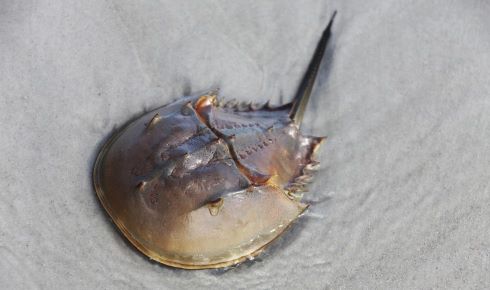 RR Horseshoe crab shutterstock 791638549 R