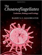 The Choanoflagellates