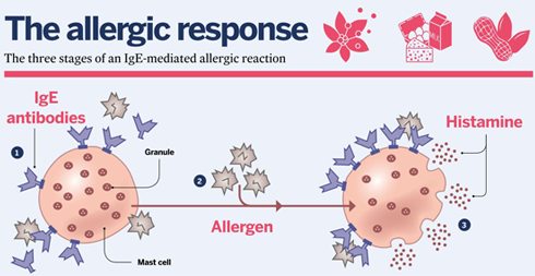 Allergy diagram