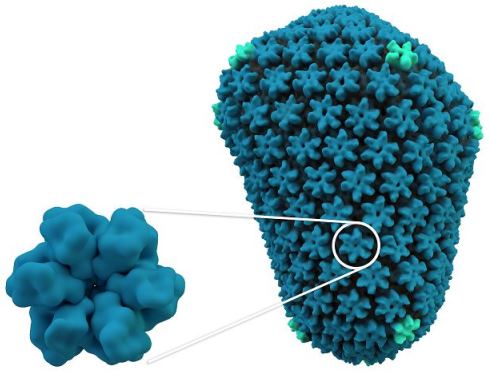 Arc HIVcapsid