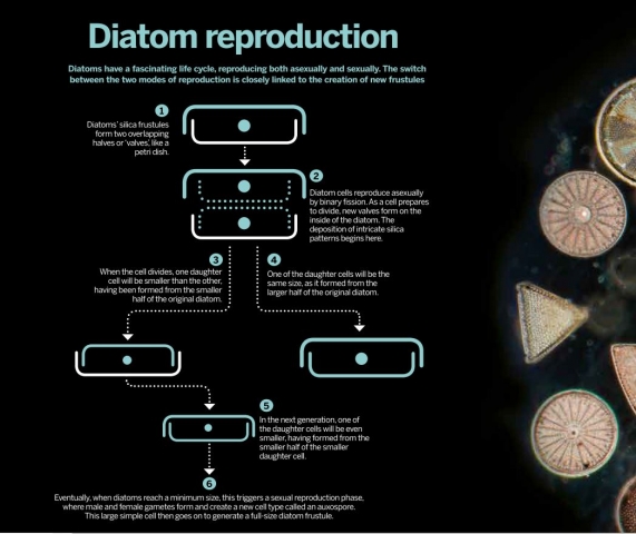 Diagram large