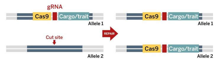 GENE DRIVE DIAGRAM PART1