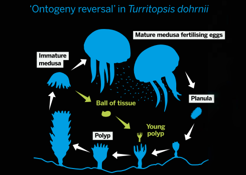 Jellyfish fig2