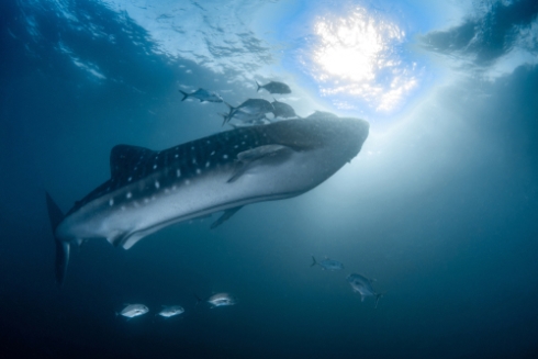 Callum Whaleshark