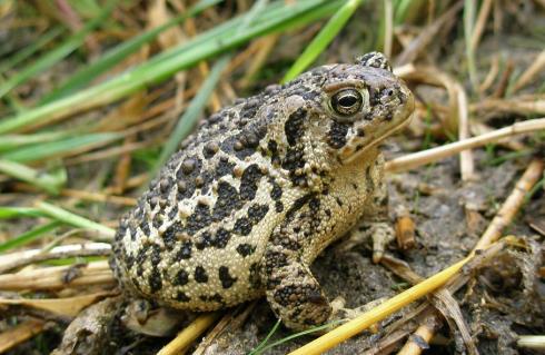 Wyoming Toad