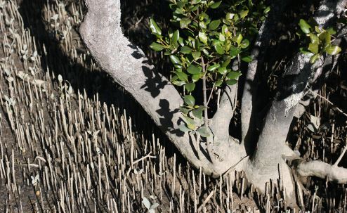 Mangrove coastal protect