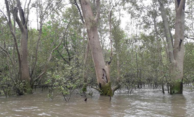 Mangrove hompage