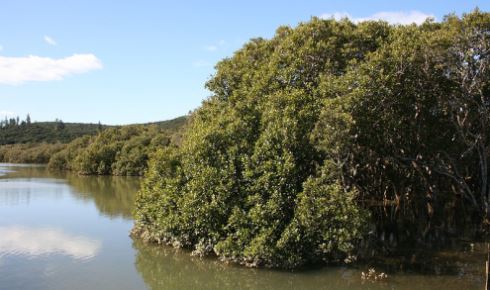 Mangrove wikimedia NZ