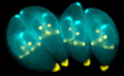 Toxplas parasites Ke-Hu John M Murray