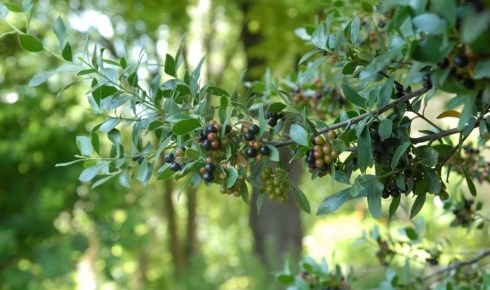 buckthorn fruits