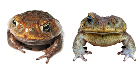 toads