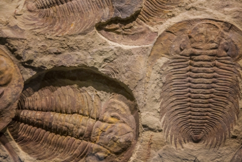 Trilobite fossils