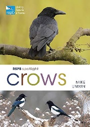 crows