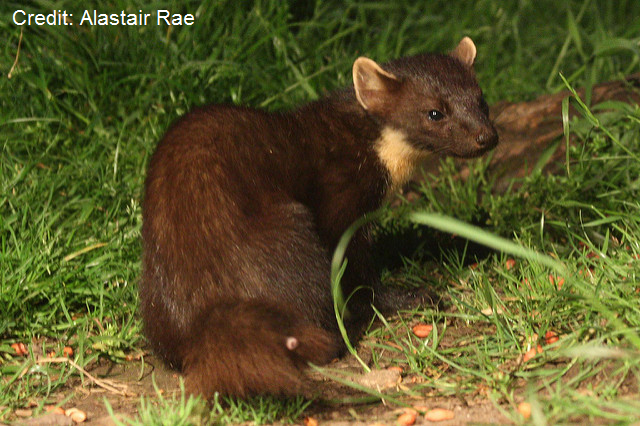 pine marten