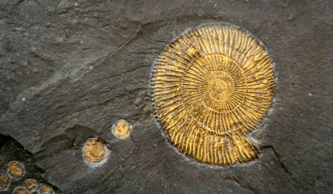 fossils