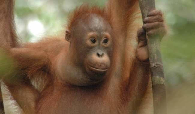 Orangutan 