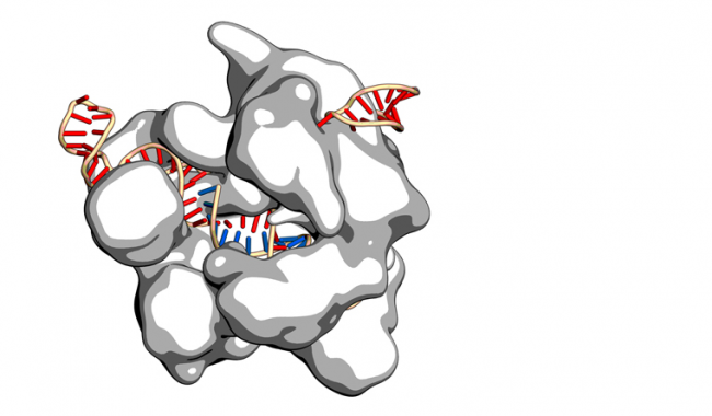 Gene editing