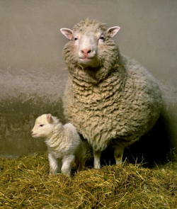 Dolly the sheep with her first-born, Bonnie. Image courtesy of The Roslin Institute