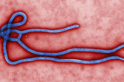 'Ebola virus' by CDC/Cynthia Goldsmith