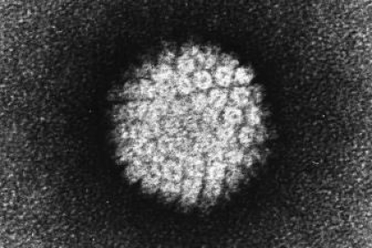 Image from Laboratory of Tumor Virus Biology